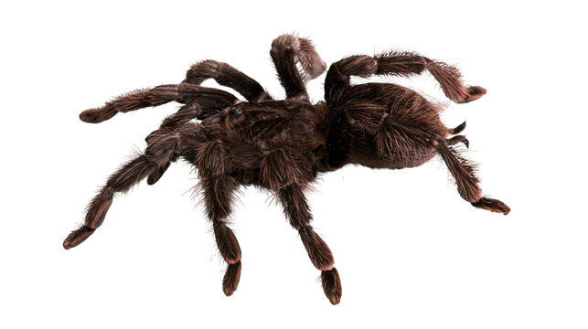 Hairy brown tarantula spider with eight legs spread out