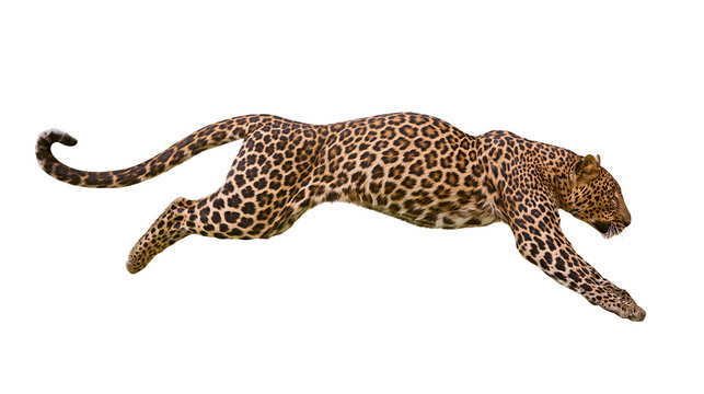 Leopard mid-air leap with spotted fur and long tail