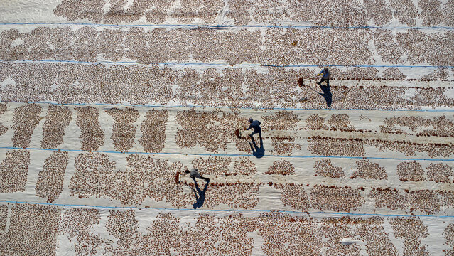 Aerial view of workers spreading and drying crops on large white sheets in a field in Zengen, Konya, Turkiye.