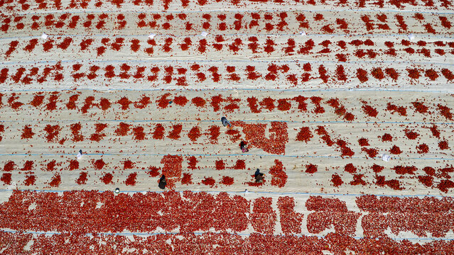 Aerial view of red tomatoes drying on white sheets in a field with workers tending to the harvest in Zengen, Konya, Turkiye.