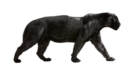 Obraz premium Black panther walking with muscular body and spotted fur