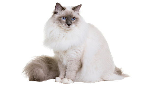 Fluffy Ragdoll cat with blue eyes sitting