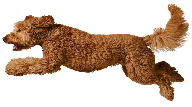 Brown curly poodle dog running mid-air with open mouth