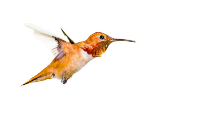 Orange hummingbird with red throat in flight © darietta