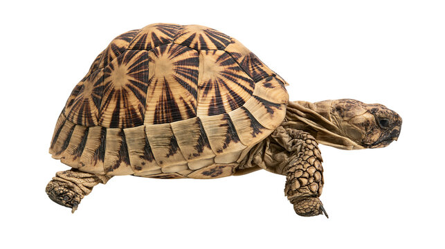 Star tortoise with patterned shell and scaly legs