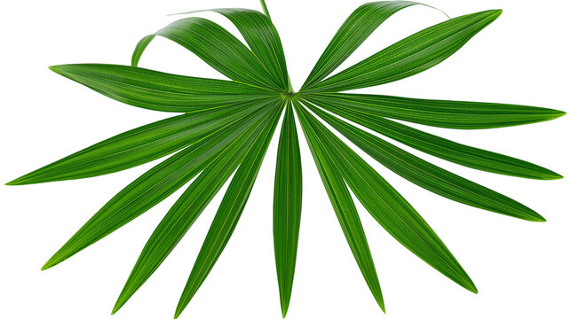 Green palm leaf fan shape with visible veins