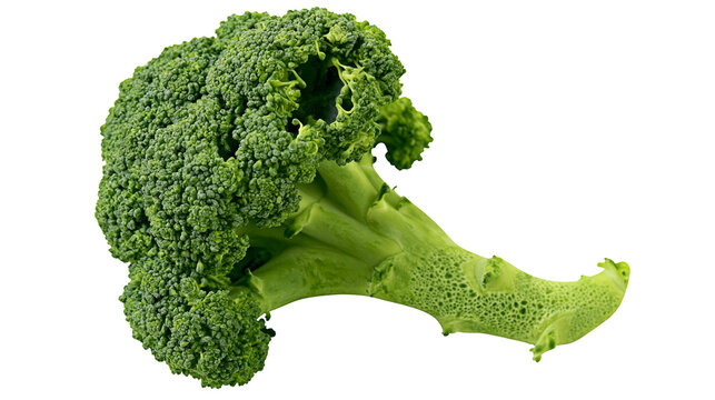 Green broccoli florets and stem with textured surface
