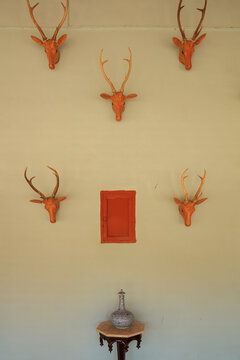 View of four deer head trophies mounted on a plain wall surrounding a small red cabinet with a decorative vase on a pedestal below in Hyderabad, Sindh, Pakistan.