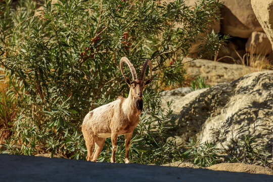 View of a Sind ibex standing in the rocky terrain of the Kirthar Mountains surrounded by green shrubs in Khairpur Nathan Shah, Sindh, Pakistan.