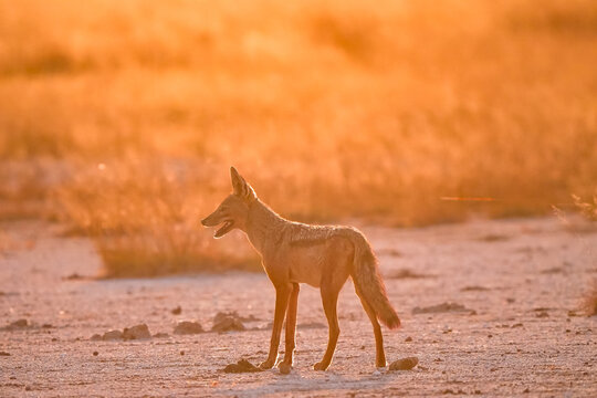 View of a black-backed jackal standing in the dry, dusty plains of Amboseli National Park during the golden hour in Kajiado County, Kenya.