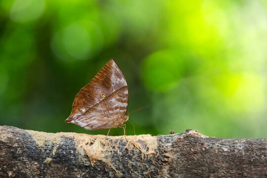 Zeuxidia masoni or The Burmese Saturn while perched on a branch in the shade and fed on the nectar of rotten fruit from Pang Sida National Park, Sa Kaeo Province, Thailand.
