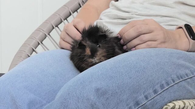 Cute Fluffy Guinea Pig Sitting on Woman's Lap and Being Gently Petted