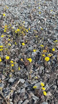 Yellow mother and stepmother flowers on rubble, sunny construction site closeup showing tiny blooms pushing through gravel and dry
