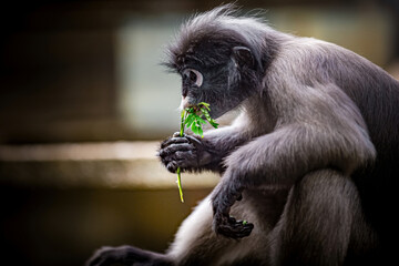 Dusky leaf monkey eating fresh green foliage © Pawich Sattalerd