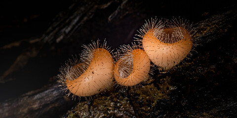 Eyelash fungi growing on decaying wood in dark forest © Pawich Sattalerd