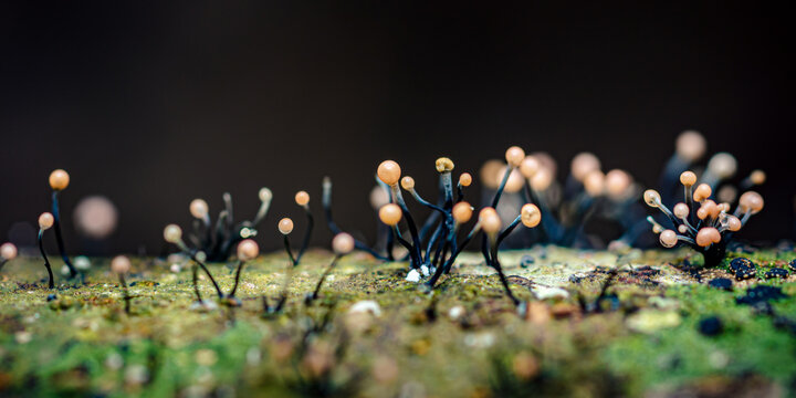Slime mold developing on decaying wood in forest
