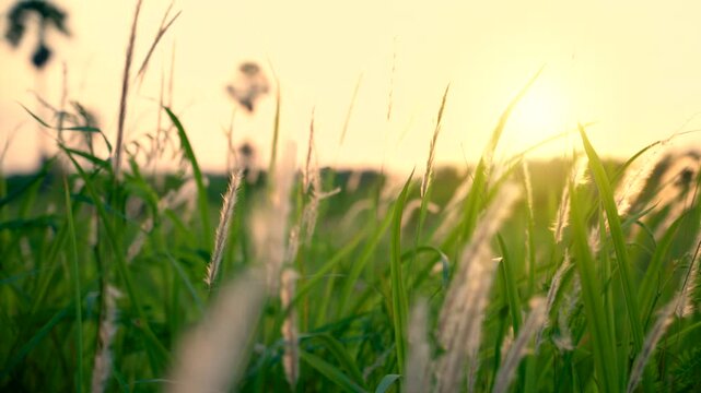Green Grass Field with Fluffy Wild Grass Flowers Swaying in the Wind, Golden Sunlight Through Meadow Grass in Spring Summer Season, Close-Up Nature Footage
