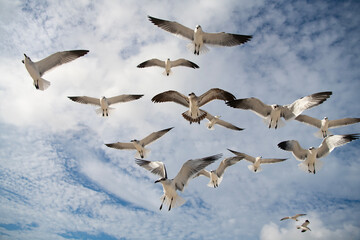 Obraz premium Laughing Gull. Seagull sitting outdoor. Laughing seagull at the sea. Seagull near water. Sea gull bird. Fauna and nature. Seagull bird observing the water. Sea gull with beak and feather. Ocean gull