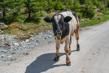 Domestic animal on summer farm. Rural landscape with cattle. Cow at alps farming. Cattle farming. Cow in wild nature. Cow grazing at farming pasture. Graze in pasture. Cow in countryside © be free