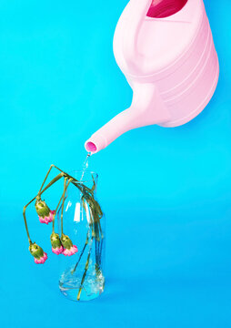 A pink watering can pours water onto a dead rose in a glass vase