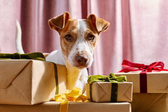 A Jack Russell terrier looks at the camera behind a Christmas gift
