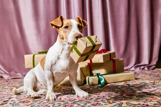 Jack Russell terrier holds a wrapped Christmas gift in its mouth