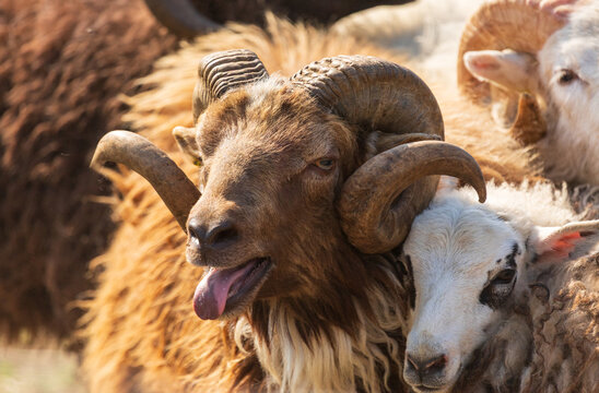 View of a ram with large curved horns and a white sheep standing together in a field in Kelme, Siauliai County, Lithuania.