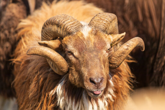 View of a ram with large curved horns and shaggy brown wool looking towards the camera with its tongue slightly out in Kelme, Siauliai County, Lithuania.