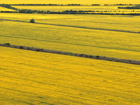 Aerial view of the vibrant yellow rapeseed fields of Jabucki Rit, with rows of crops stretching across the landscape in Padinska Skela, Vojvodina, Serbia.