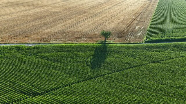 Aerial view of vibrant green corn fields and harvested wheat fields with a solitary tree casting a long shadow in the rural landscape of Hombourg, Grand Est, France.