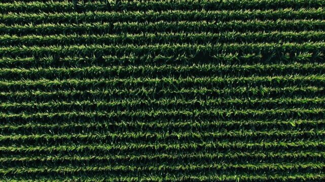 Aerial view of green corn rows in a field in Hombourg, Grand Est, France.