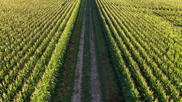 Aerial view of a lush green cornfield with a central dirt path stretching through the agricultural landscape in Hombourg, Grand Est, France.
