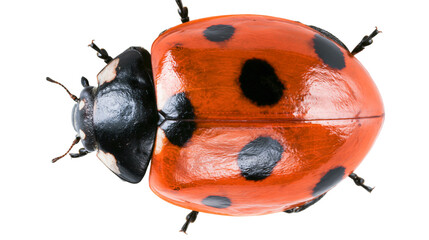 Red ladybug with black spots top view, macro shot © Clementine
