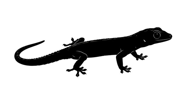 Black lizard on a white background, isolated image