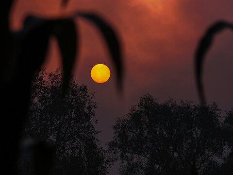View of the sun setting behind silhouetted trees in Nhila, Teknaf, Cox's Bazar, Chittagong Division, Bangladesh.