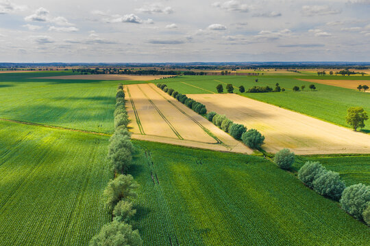 Aerial view of agricultural fields with rows of trees separating green crops and golden wheat under a cloudy sky in Tczew, Pomeranian Voivodeship, Poland.
