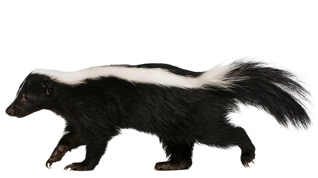 Striped skunk walking profile view
