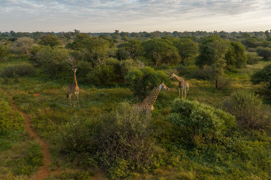 Aerial view of three giraffes standing among green trees and shrubs in the savanna with a dirt path visible in Thabazimbi, Tumbeta Reserve, South Africa.