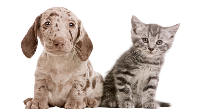 Dachshund puppy with merle coat and tabby kitten sitting together
