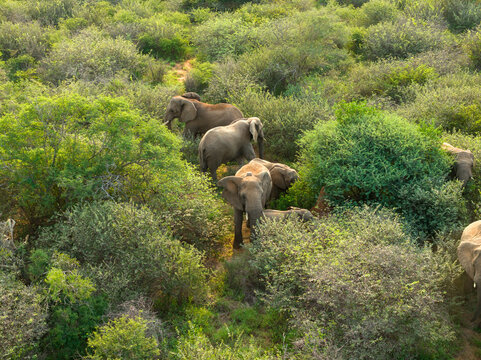 Aerial view of a herd of elephants moving through the dense green bushveld of the savanna in Thabazimbi, Tumbeta Reserve, South Africa.