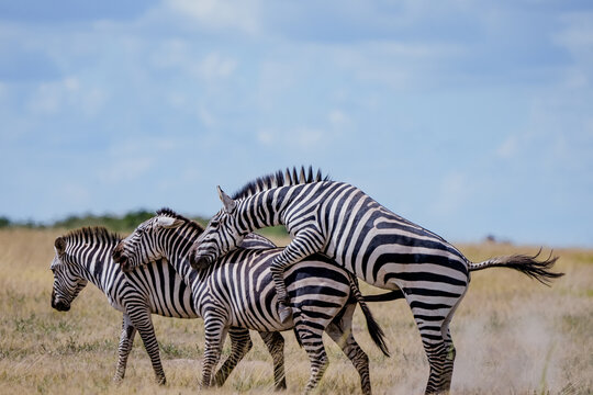View of zebras in the savanna at Amboseli National Park, Kajiado County, Kenya.