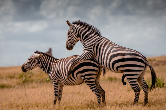 View of two zebras mating in the dry grasslands of Amboseli National Park, Kajiado County, Kenya.