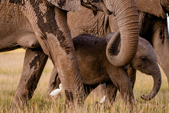 View of a baby elephant walking between the legs of adult elephants in the tall grass of Amboseli National Park, Kajiado County, Kenya.