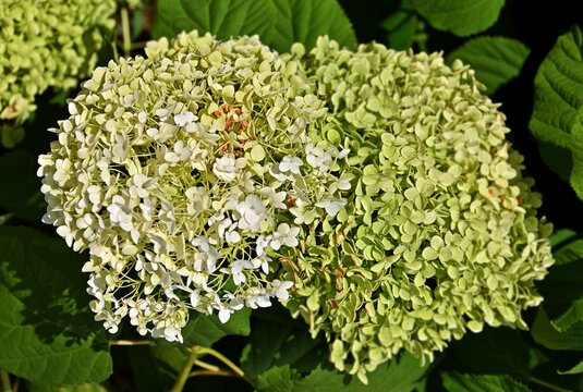 Beautiful white and green hydrangea flower