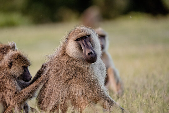 View of a baboon grooming another in the grassy plains of Amboseli National Park, Kajiado County, Kenya.
