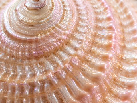 Iridescent mother of pearl seashell spiral texture macro background