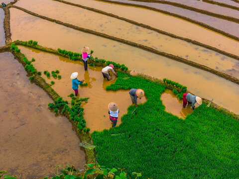 Aerial view of Jatiluwih rice terraces with farmers wearing conical hats planting green rice seedlings in muddy water in Penebel, Bali, Indonesia.