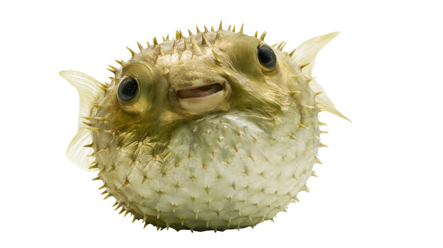 Pufferfish with sharp spines inflated body and dark eyes