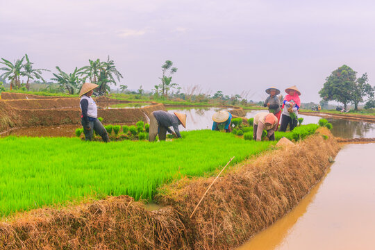 View of farmers planting rice in the lush green Jatiluwih rice terraces in Penebel, Bali, Indonesia.