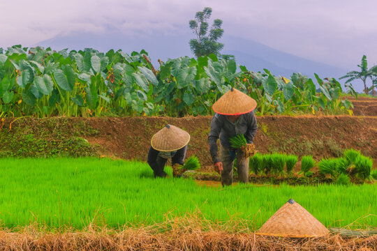 View of farmers wearing traditional conical hats planting rice seedlings in the lush green Jatiluwih rice terraces with taro plants in Penebel, Bali, Indonesia.